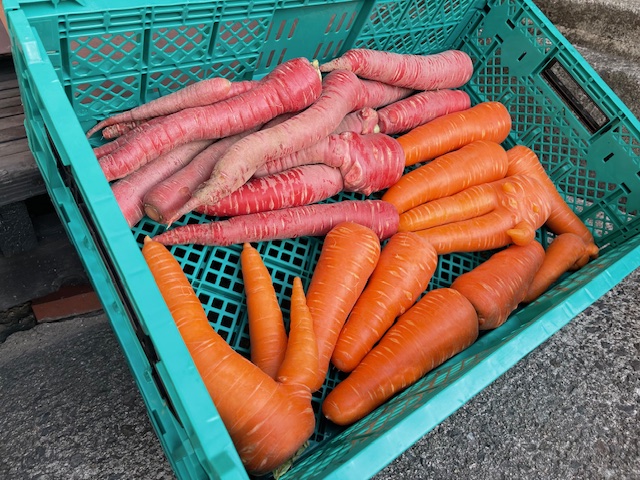 へんてこファーム 人参