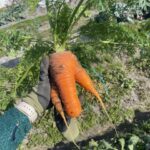 へんてこファーム　人参